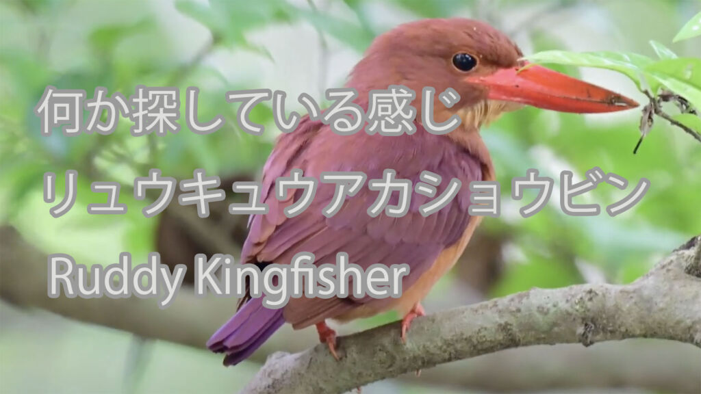 【何か探している感じ】リュウキュウアカショウビン Ruddy Kingfisher