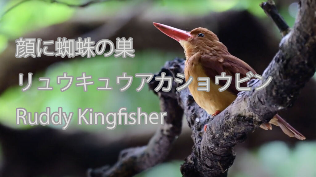 【顔に蜘蛛の巣】リュウキュウアカショウビン Ruddy Kingfisher