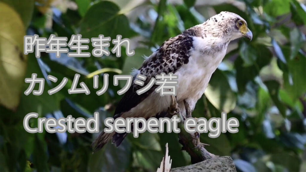 【昨年生まれ】カンムリワシ若 Crested serpent eagle