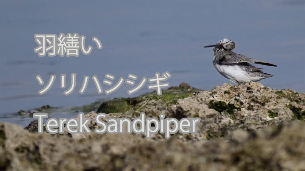 【羽繕い】ソリハシシギ Terek Sandpiper