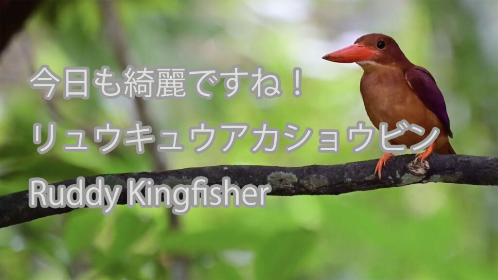 【今日も綺麗ですね！】リュウキュウアカショウビン Ruddy Kingfisher