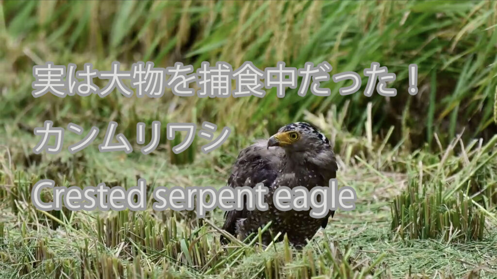 【実は大物を捕食中だった！】カンムリワシ Crested serpent eagle