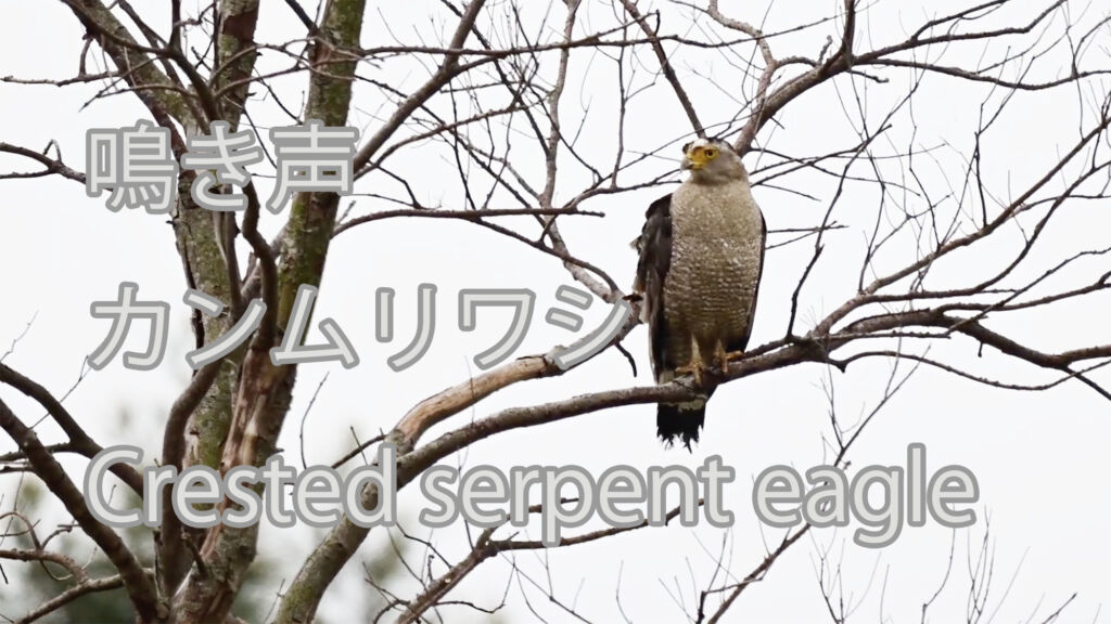 【鳴き声】カンムリワシ Crested serpent eagle