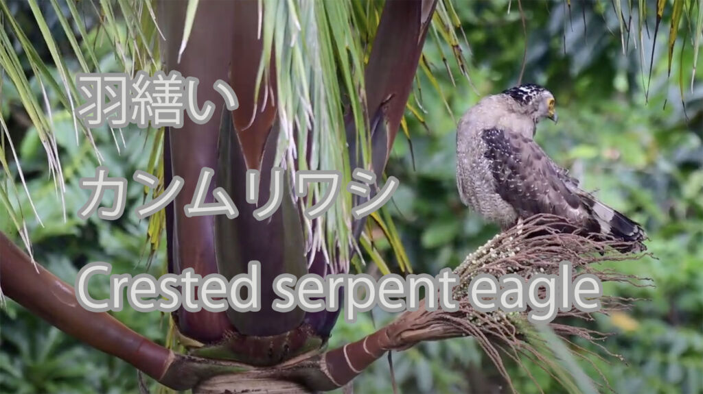 【羽繕い】カンムリワシ Crested serpent eagle
