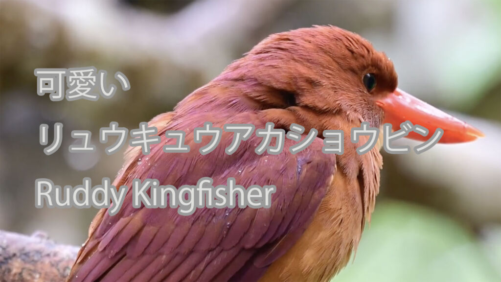 【可愛い】リュウキュウアカショウビン Ruddy Kingfisher