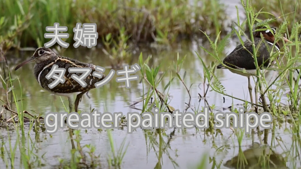 【夫婦】タマシギ greater painted snipe