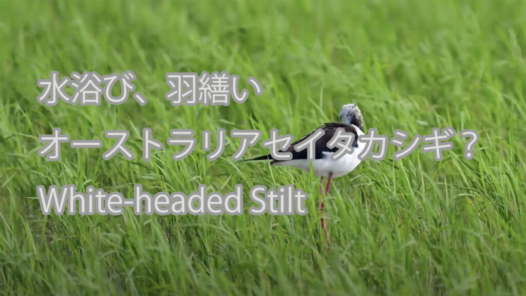 【水浴び、羽繕い】オーストラリアセイタカシギ？ White-headed Stilt
