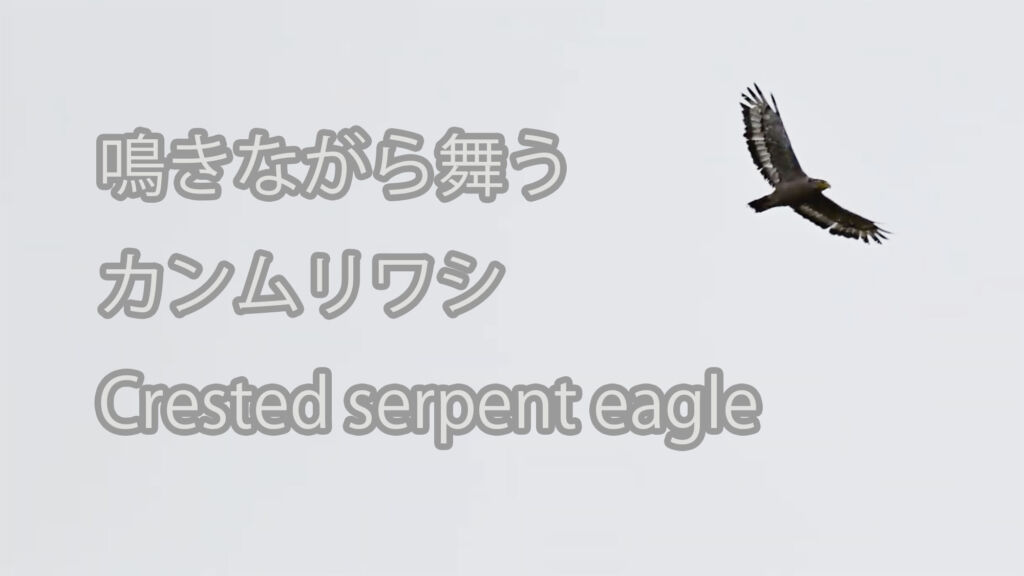 【鳴きながら舞う】カンムリワシ Crested serpent eagle