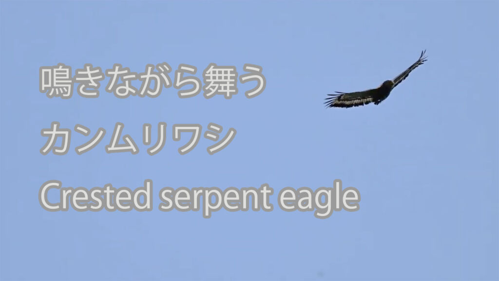 【鳴きながら舞う】カンムリワシ Crested serpent eagle