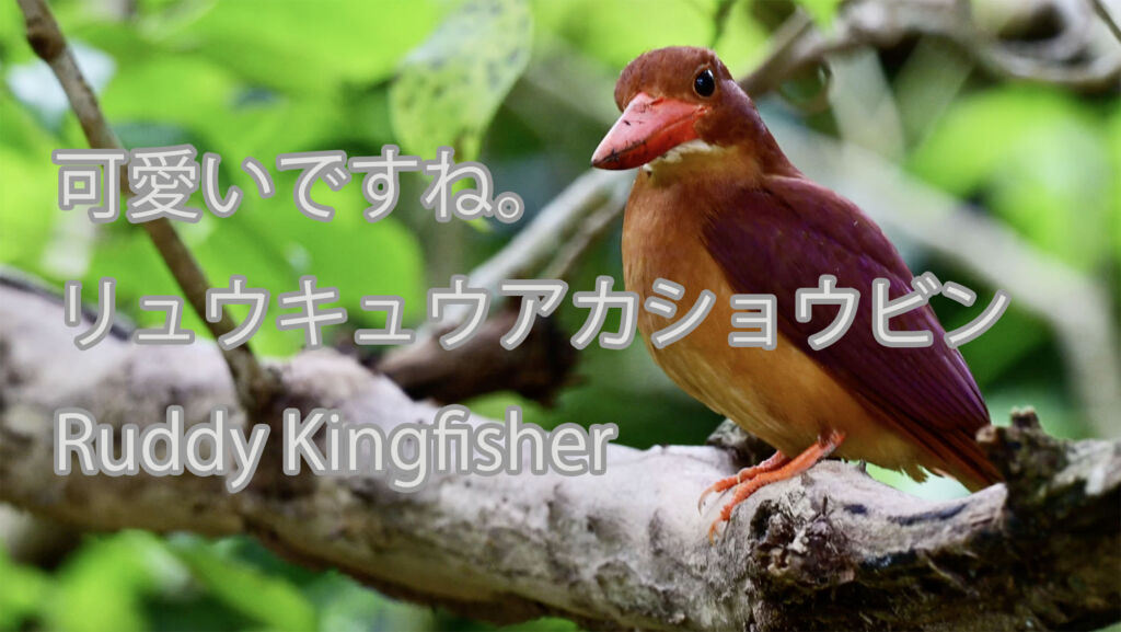 【可愛いですね。】リュウキュウアカショウビン Ruddy Kingfisher