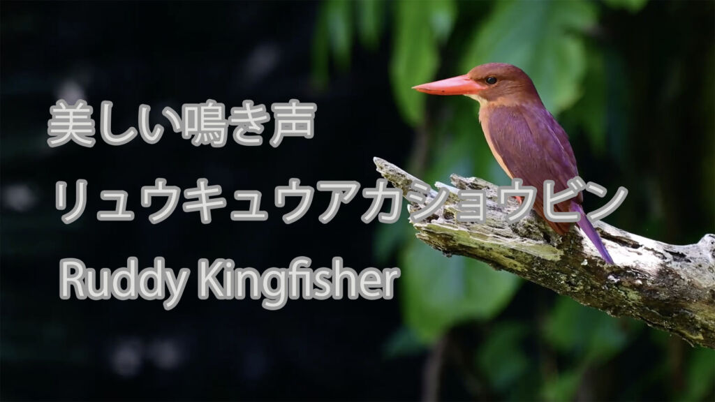 【美しい鳴き声】リュウキュウアカショウビン Ruddy Kingfisher