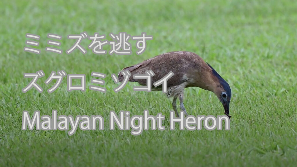 【ミミズを逃す】ズグロミゾゴイ Malayan Night Heron