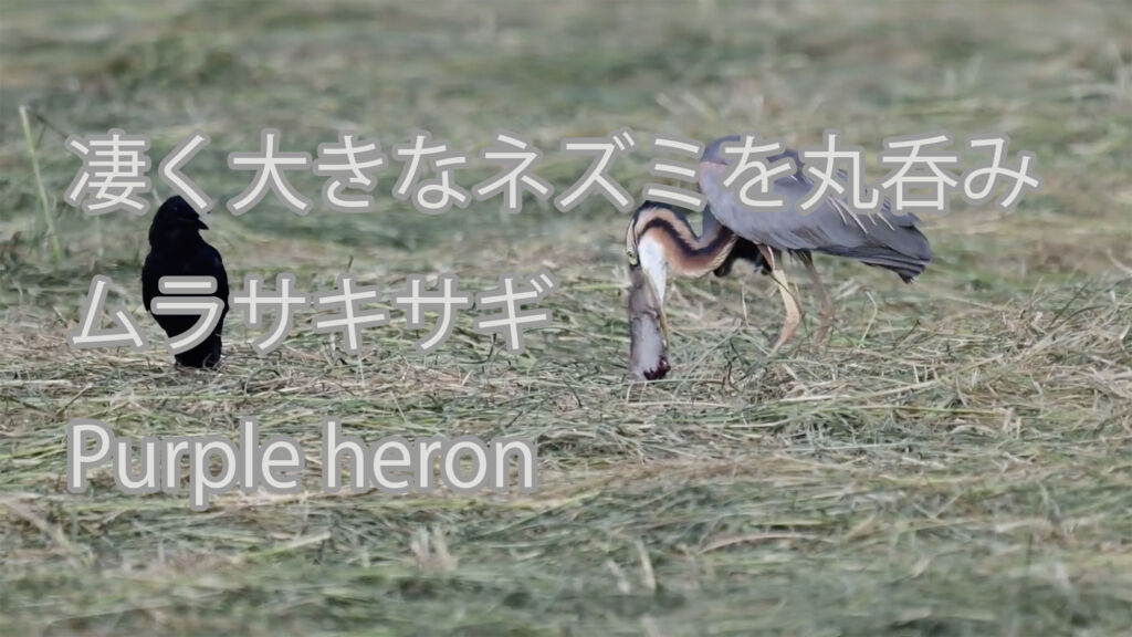 【凄く大きなネズミを丸呑み】ムラサキサギ Purple heron