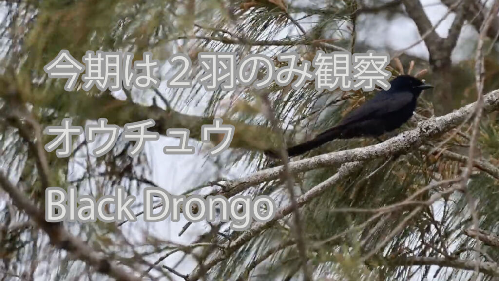 【今期は２羽のみ観察】オウチュウ Black Drongo