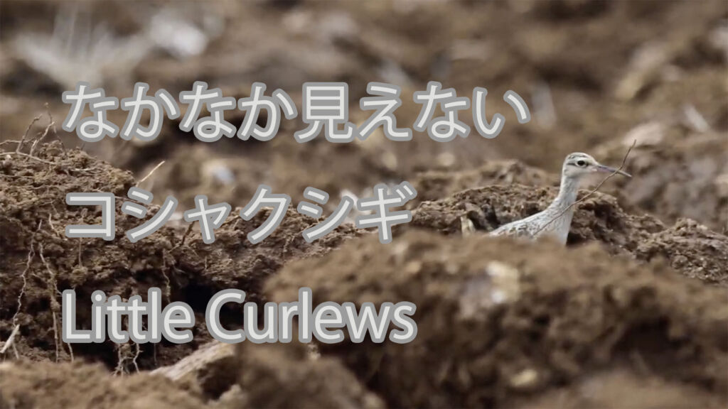 【なかなか見えない】コシャクシギ Little Curlews