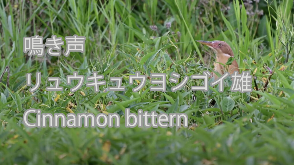 【鳴き声】リュウキュウヨシゴイ雄 Cinnamon bittern