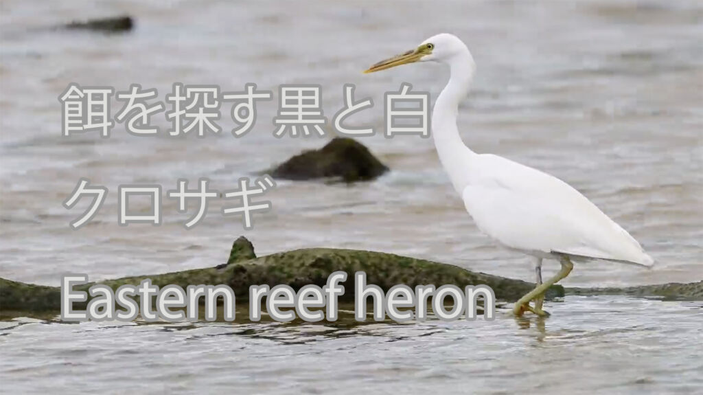 【餌を探す黒と白】クロサギ Eastern reef heron