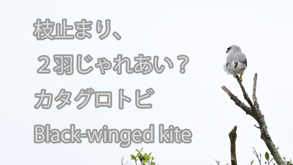 【枝止まり、２羽じゃれあい？】カタグロトビ  Black-winged kite