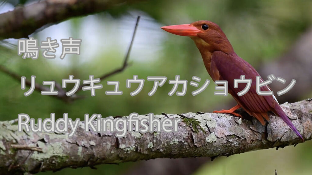【鳴き声】リュウキュウアカショウビン Ruddy Kingfisher