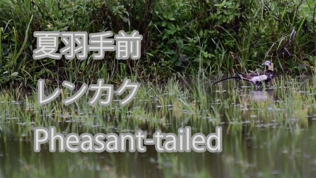【夏羽手前】レンカク Pheasant-tailed