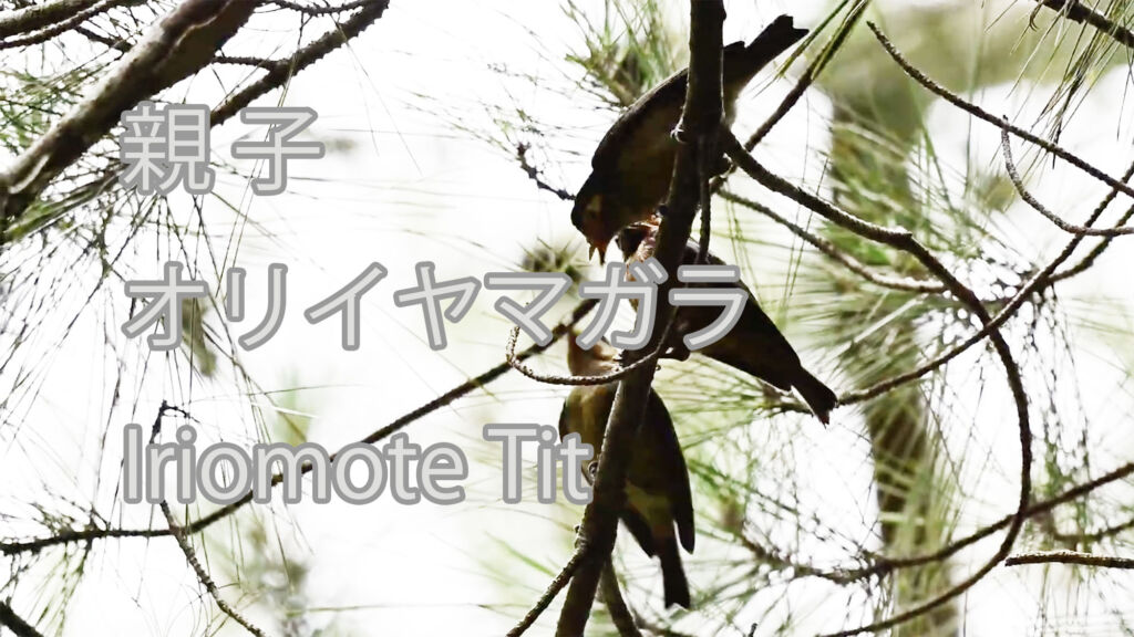 【親子】オリイヤマガラ Iriomote Tit