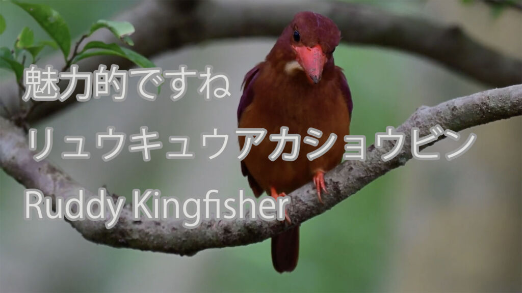 【魅力的ですね】リュウキュウアカショウビン Ruddy Kingfisher