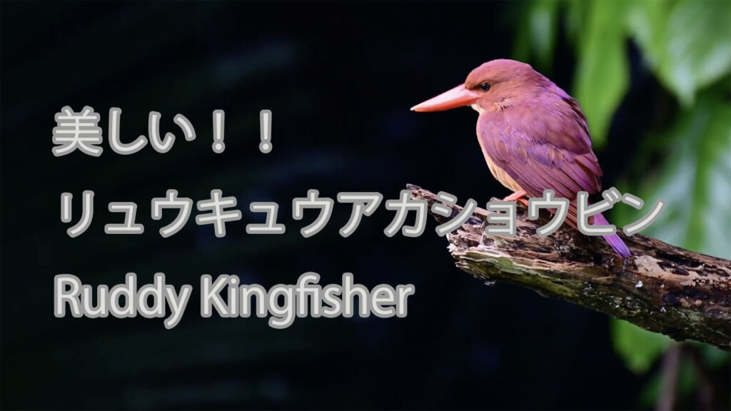 【美しい！！】リュウキュウアカショウビン Ruddy Kingfisher