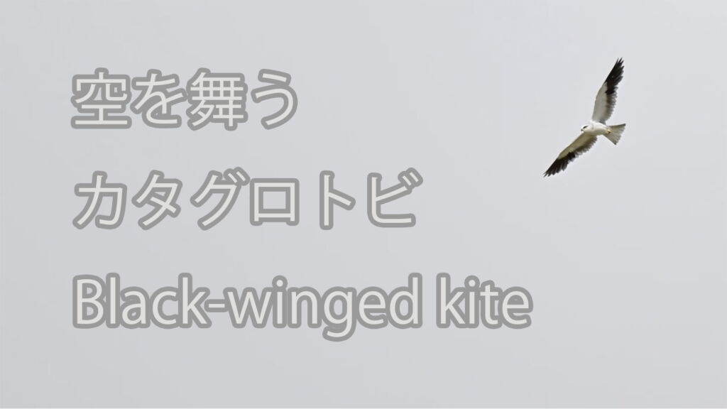 【空を舞う】カタグロトビ Black-winged kite