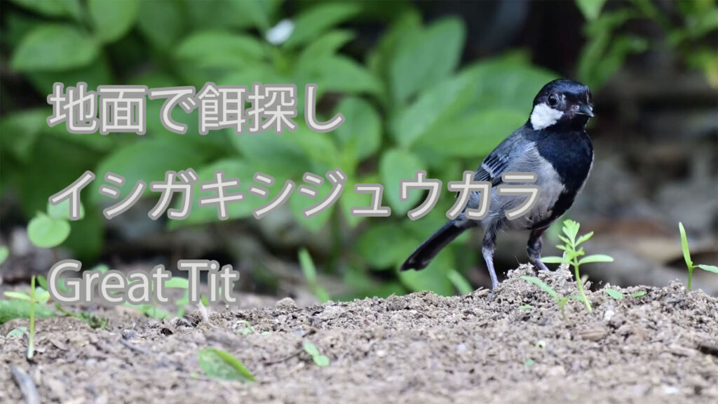 【地面で餌探し】イシガキシジュウカラ Great Tit
