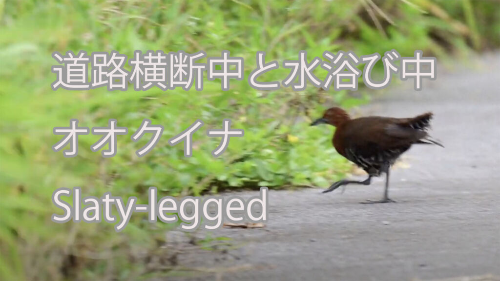【道路横断中と水浴び中】オオクイナ Slaty-legged