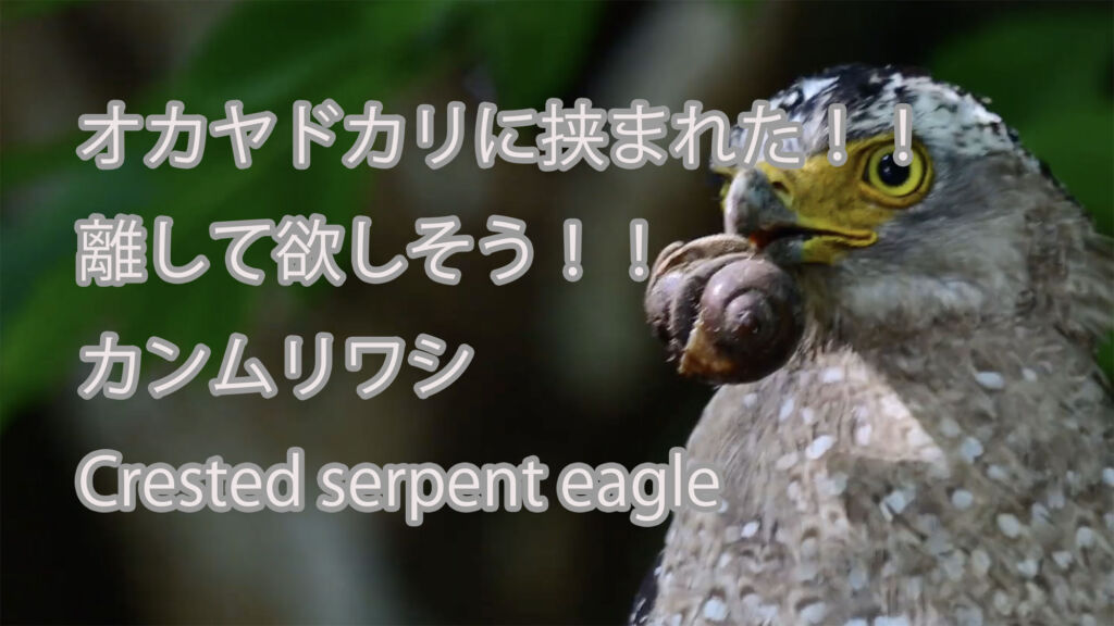 【オカヤドカリに挟まれた！！離して欲しそう！】カンムリワシ Crested serpent eagle