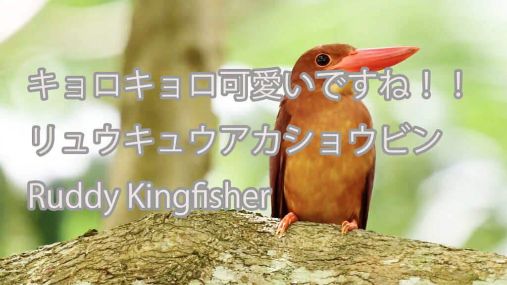【キョロキョロ可愛いですね！！】 リュウキュウアカショウビン Ruddy Kingfisher