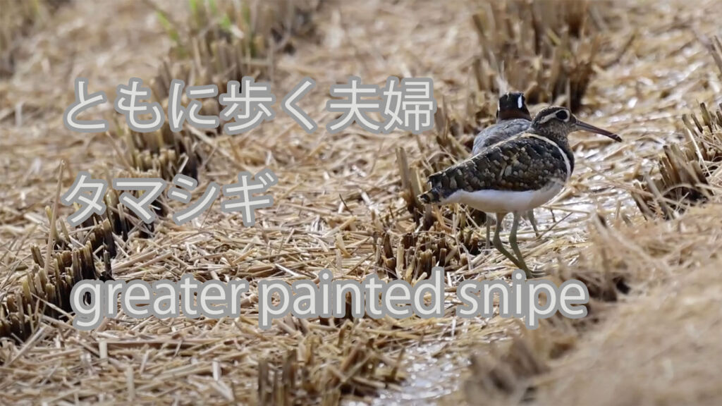 【ともに歩く夫婦】タマシギ greater painted snipe