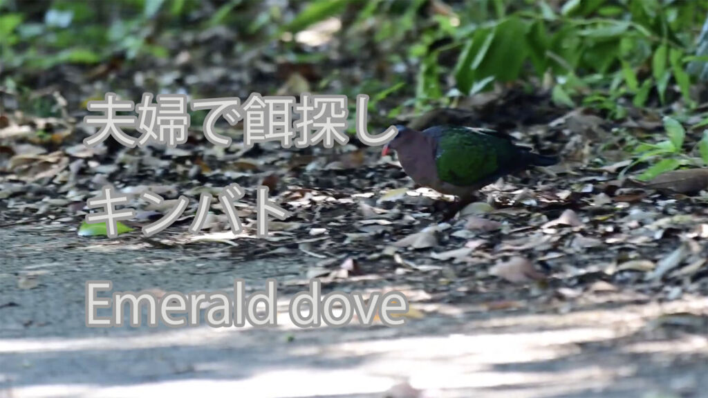 【夫婦で餌探し】キンバト Emerald dove