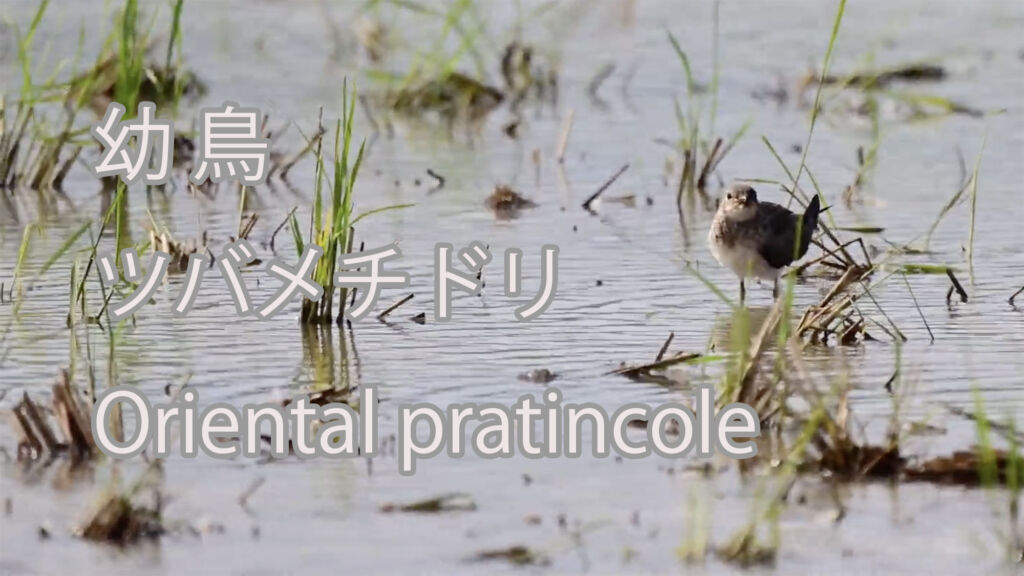 【幼鳥】ツバメチドリ Oriental pratincole