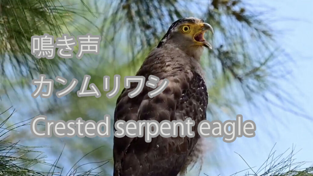 【鳴き声】カンムリワシ Crested serpent eagle