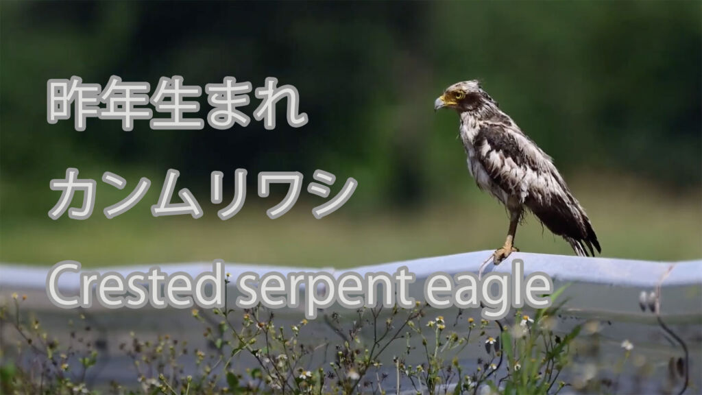 【昨年生まれ】カンムリワシ Crested serpent eagle