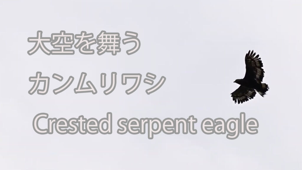 【大空を舞う】カンムリワシ Crested serpent eagle