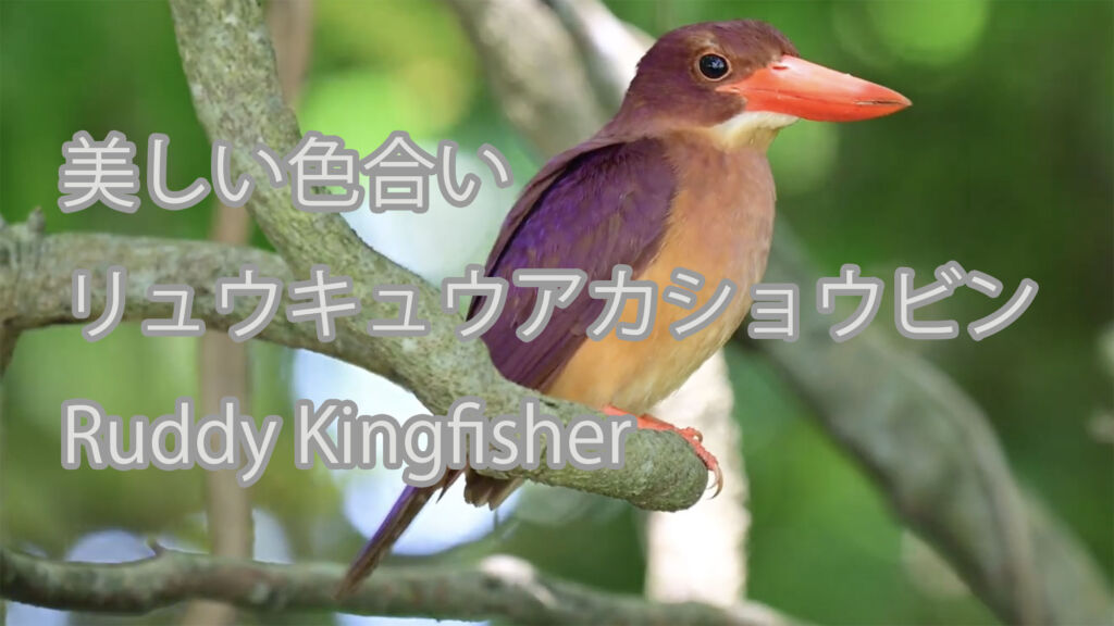 【美しい色合い】リュウキュウアカショウビン Ruddy Kingfisher