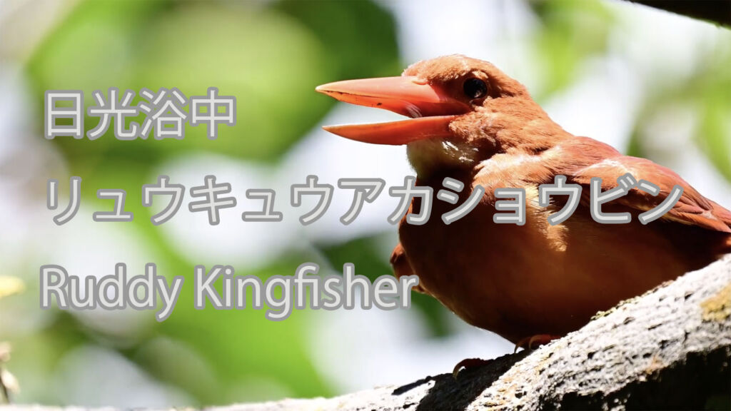 【日光浴中】リュウキュウアカショウビン Ruddy Kingfisher
