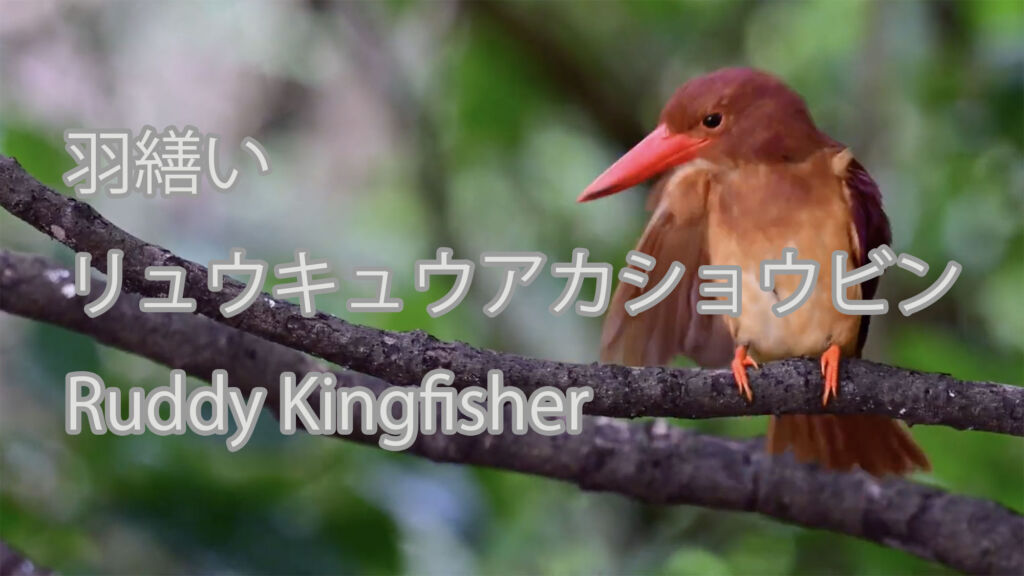 【羽繕い】リュウキュウアカショウビン Ruddy Kingfisher