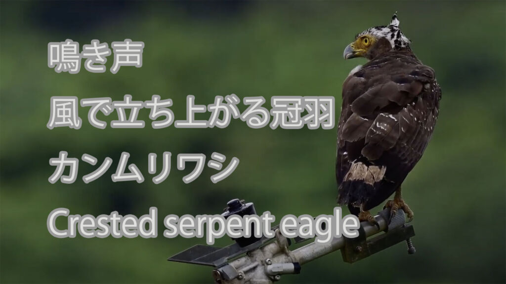 【鳴き声、風で立ち上がる冠羽】カンムリワシ Crested serpent eagle