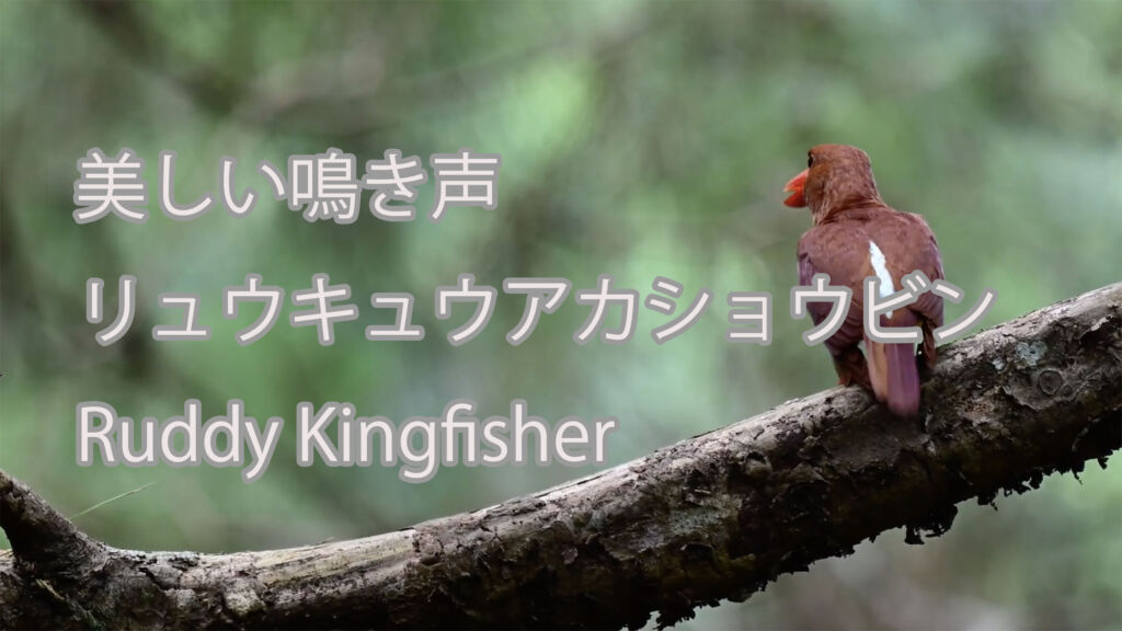 【美しい鳴き声】リュウキュウアカショウビン Ruddy Kingfisher