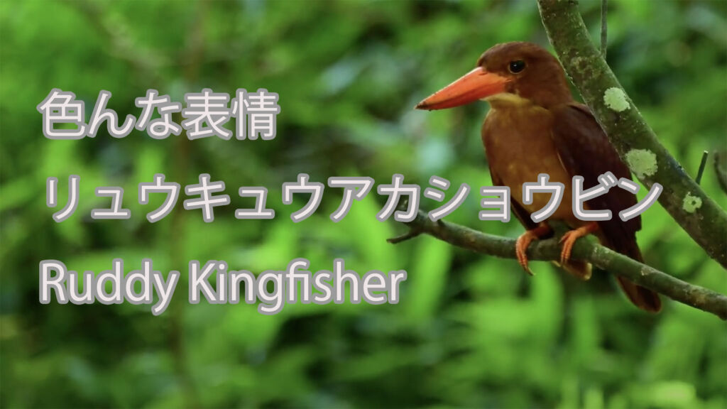 【色んな表情】リュウキュウアカショウビン Ruddy Kingfisher