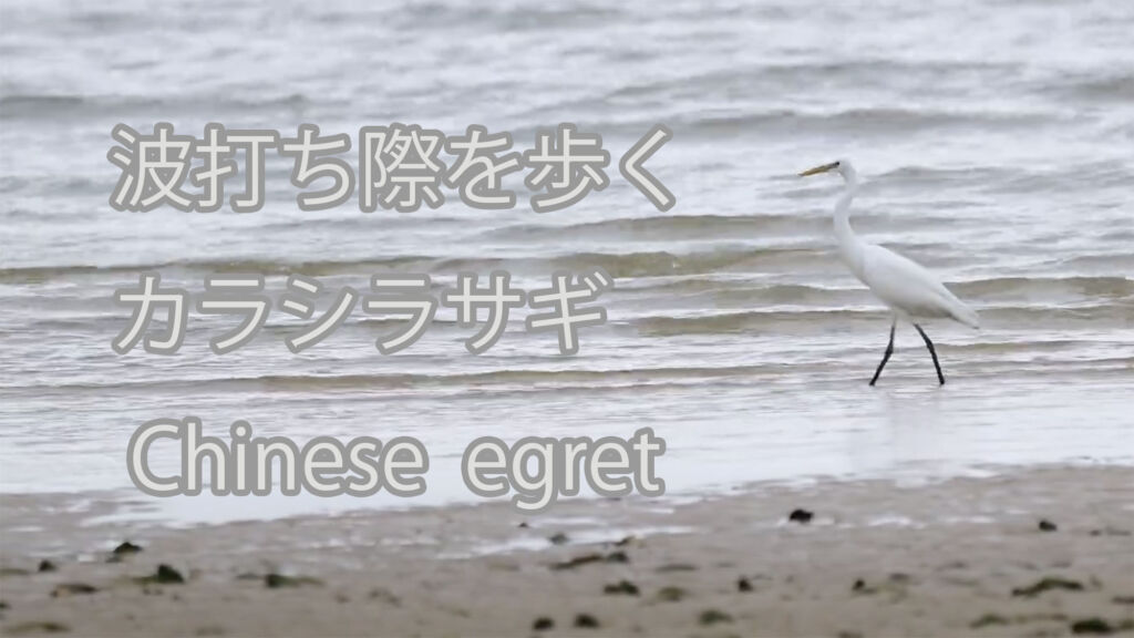 【波打ち際を歩く】カラシラサギ Chinese egret
