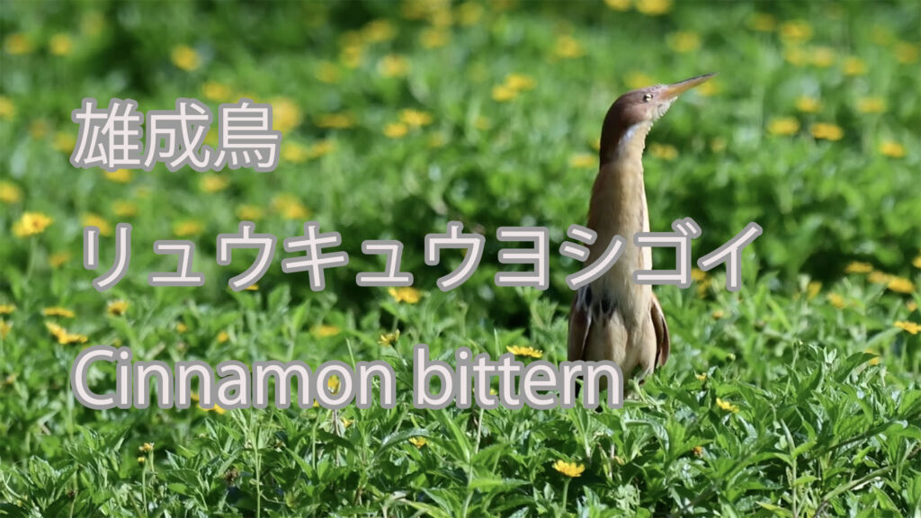 【雄成鳥】リュウキュウヨシゴイ Cinnamon bittern