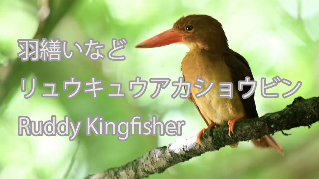 【羽繕いなど】リュウキュウアカショウビン Ruddy Kingfisher