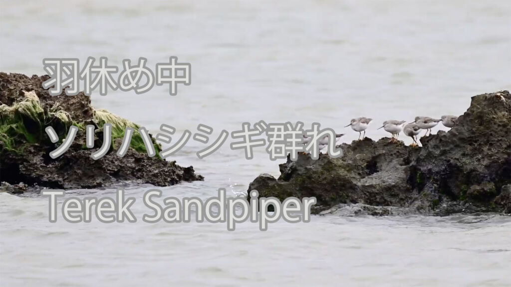 【羽休め中】ソリハシシギ群れ Terek Sandpiper