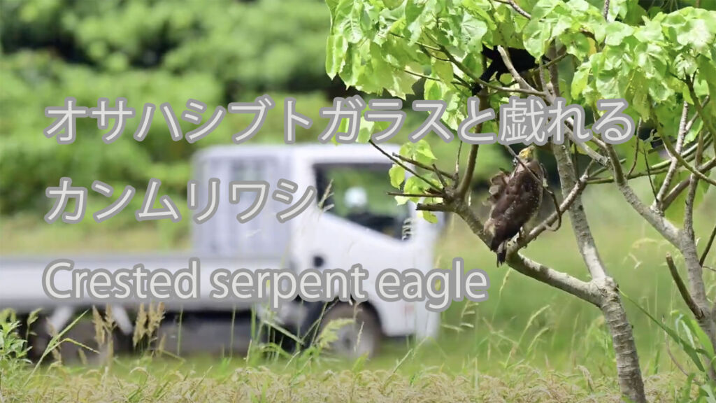 【オサハシブトガラスと戯れる】カンムリワシ Crested serpent eagle