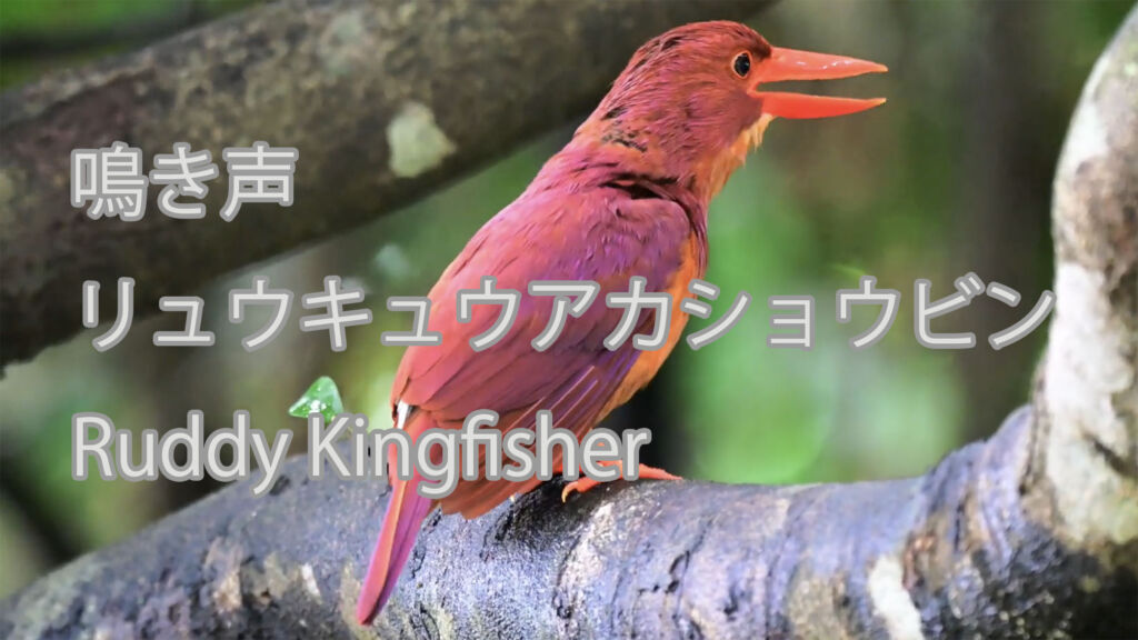 【鳴き声】リュウキュウアカショウビン Ruddy Kingfisher